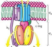 بسم هللا الرحمن الرحيم *bacteriorhodopsin(protein from bacteria): it is a purple membrane protein from halobacter can pumps protons when illuminated (expose to light ).