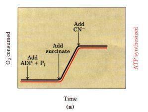 *when ATP consume stop the oxidation will stop and NADH level will increase so all pathway that produce NADH will stop for example: consuming fuel.