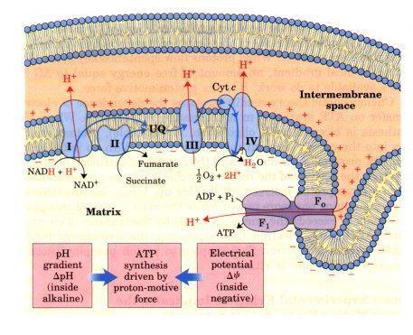 and ATP will synthesis(there are coupled of oxidative phosphorylation). After that if we add CN- it block and stop oxidation and ATPase because phosphorylation depend on oxidation as we know.
