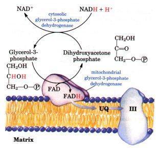 The NADH from cytosol