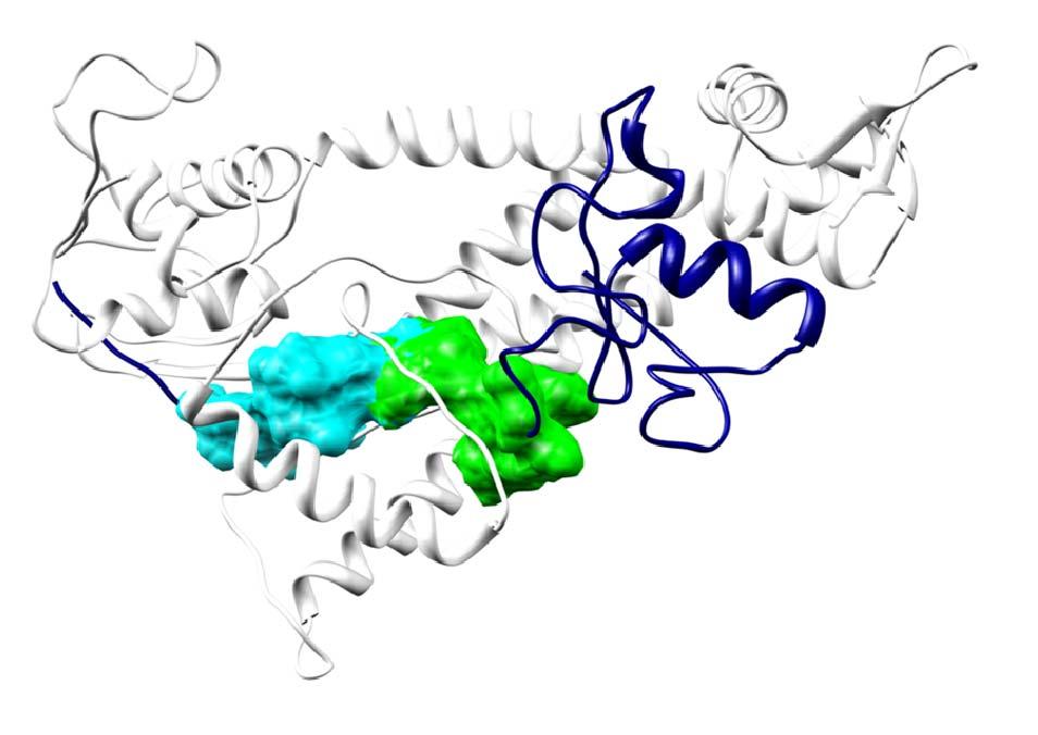 Figure 2. Target binding sites. (Above) Homology structure model of ANAPC2/ANAPC11 interaction showing target sites for drug binding.