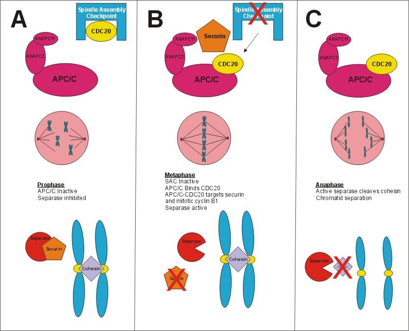 Figure 1. A simplified model of the interaction between the spindle assembly checkpoint and the APC/C during mitosis. A. In late prophase, the CDC20 co-activator of the APC/C is sequestered by the spindle assembly checkpoint.