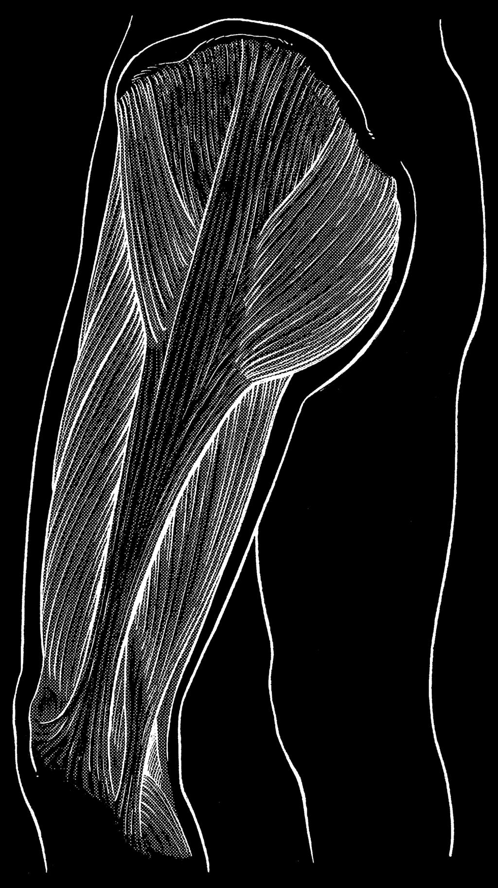 Rectus femoris Iliotibial tract Vastus lateralis Vastus medialis Fig 7 Anterior view of the hip muscles. From Standring, Gray s Anatomy, 0 th edn.