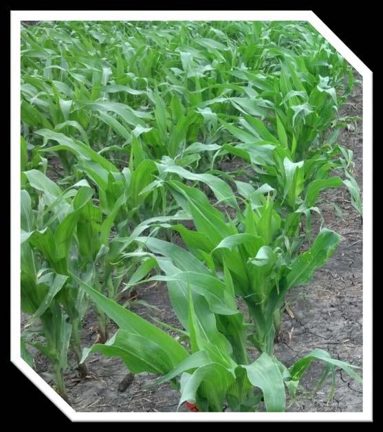 Corn Field in Iowa,