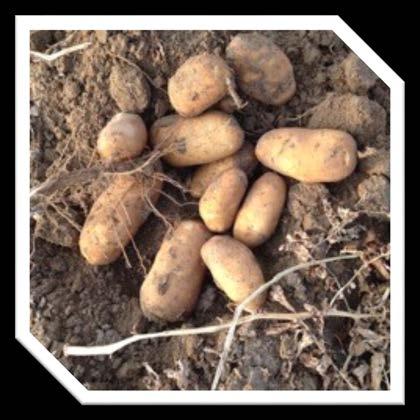 Potato Field in