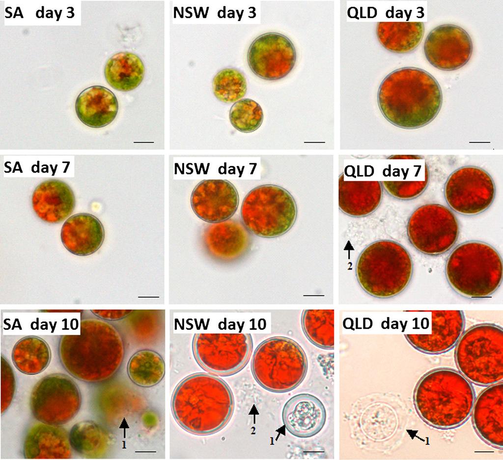 Fig. 2 Microscopic images of SA, NSW and QLD strains of H. pluvialis cells under stress of.17 M NaCl.