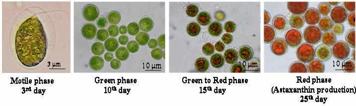 day. Axenic culture of the alga was obtained after antibiotic treatment (Droop, 1967) used in the following experiments.