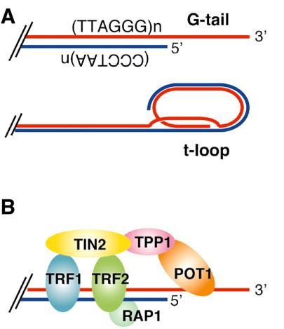 Telomere Structure und Function (1) Consist of repeat sequences and associated proteins Cap the ends of chromosomes - protection