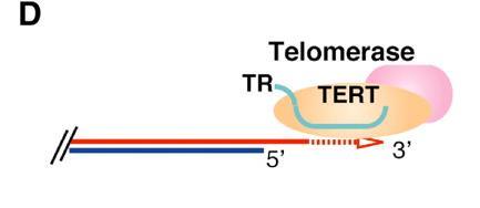 Telomerase Structure und Function (1) Composed of RNA subunits