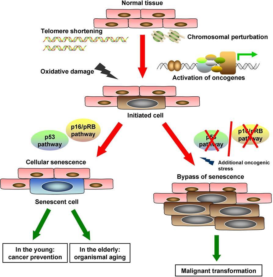 Senescence Telomere shortening 50-200 bp per replication Telomere crisis: Telomere critical short DNA damage response P53 and p16/prb pathway induce apoptosis or senescence Cancer Prevention in young