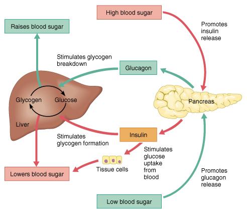 2 Glucose homeostasis This chapter aims to explain how the glucose blood concentration can increase or decrease and which hormones play an important role in this process.