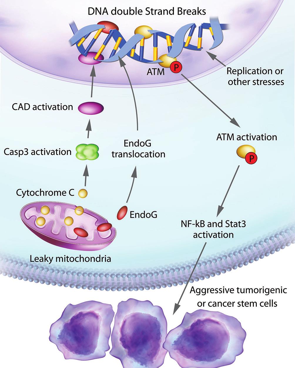 Spontaneous DNA damage and response sustain stemness of cancer cells 780 Figure 9 An illustration of induction of spontaneous DNA DSBs and their roles in maintaining the stemness and tumorigenicity