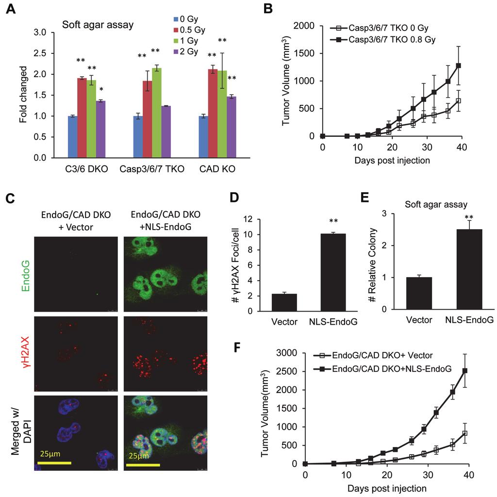 Spontaneous DNA damage and response sustain stemness of cancer cells 772 Figure 4 The effects of artificially induced DSBs on tumor cell growth in vitro and in vivo.