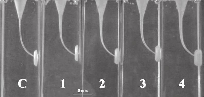 Martins RC, Bahia MGA, Buono VTL Figure 2- Final aspect of curved root canals in resin blocks instrumented until the end of the canal according to the 4 distinct sequences: Control (C); S1 (1); S1