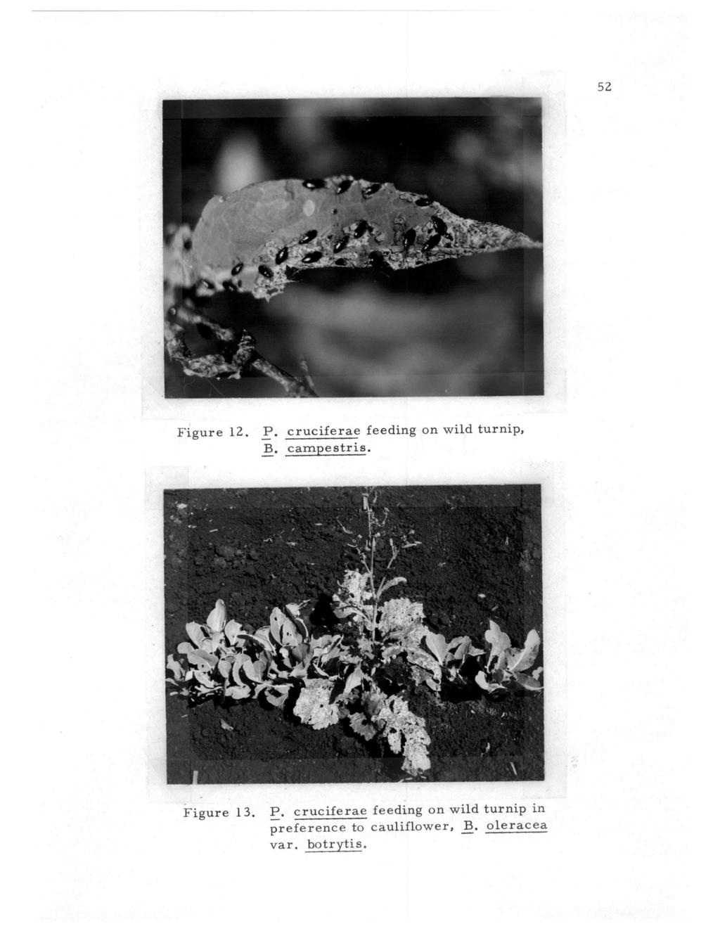 52 Figure 12. P. cruciferae feeding on wild turnip, B. campestris. Figure 13. P. cruciferae feeding on wild turnip in preference to cauliflower, B.