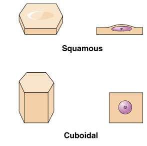 of cells: Squamous: