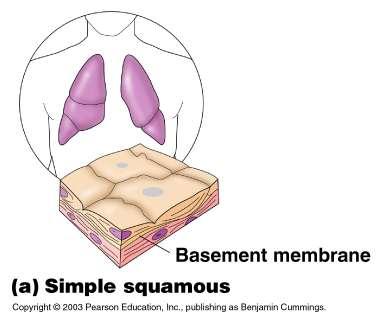 1. Simple Squamous Single layer of flat cells Typically