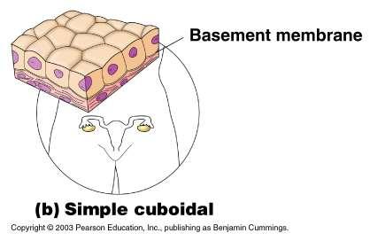 2. Simple Cuboidal Single layer of cubelike cells Common in
