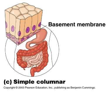 3. Simple Columnar Single layer of tall cells Often