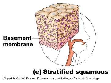 Stratified squamous Cells at the free edge are flattened Found as a