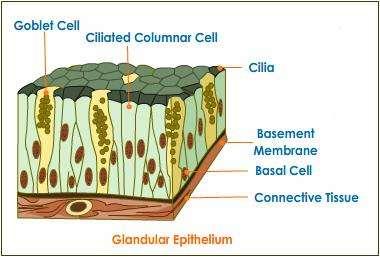 Glandular Epithelium A gland consists of one or more cells that makes and secretes a product (goblet cell) 2 types: Endocrine glands have no ducts their secretions (hormones) diffuses