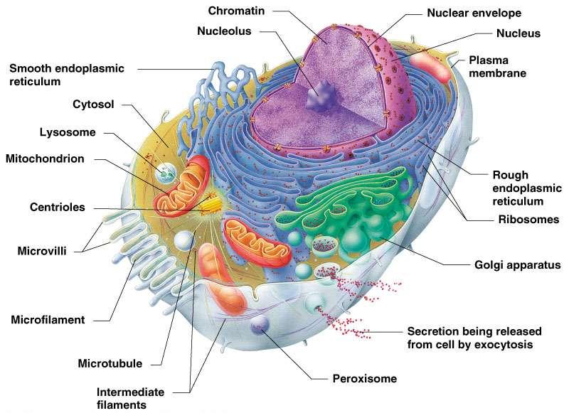 Cells: General Structure Three main