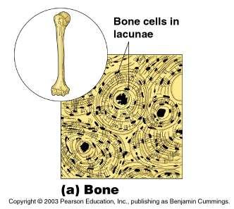 Bone (osseous tissue) Structure Bone cells in lacunae (cavities) Hard matrix of calcium