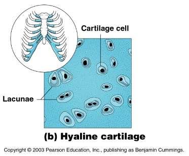 Hyaline cartilage Structure Abundant collagen fibers Rubbery matrix Function Covers