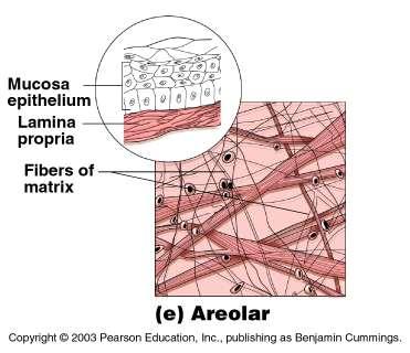 Areolar connective tissue Structure: Soft, pliable Contains all fiber types (collagen, elastic, and reticular)