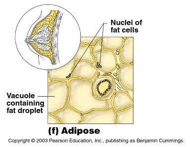 Adipose tissue Structure: Matrix is areolar tissue where fat cells are most common Many