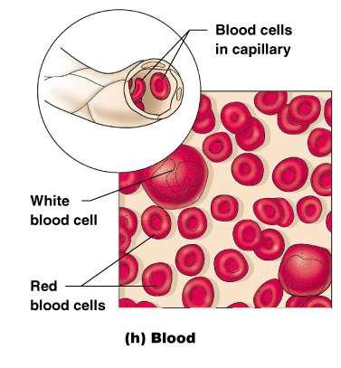 Blood Structure: Blood cells surrounded by fluid matrix Fibers