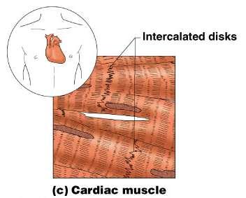 Cardiac Muscle Structure: Cells attached to other cardiac muscle cells at intercalated discs (tight cell