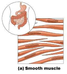 Smooth Muscle Structure: Attached to other smooth muscle cells No striations