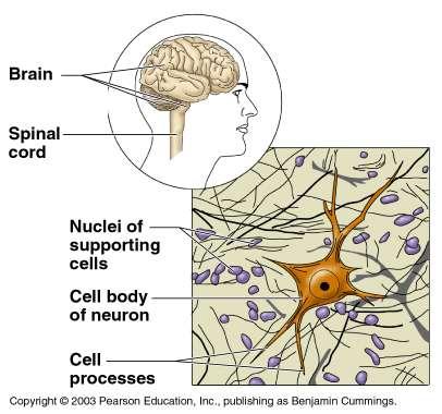 Nervous Tissue Structure: Neurons and nerve support cells Function: Send