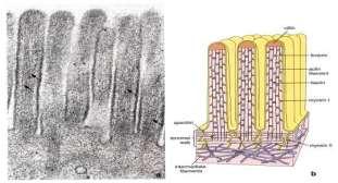 Specializations of the Plasma Membrane Microvilli Tiny fingerlike projections that greatly increase the cell s surface area Membrane junctions: Tight junctions: bind cells together into