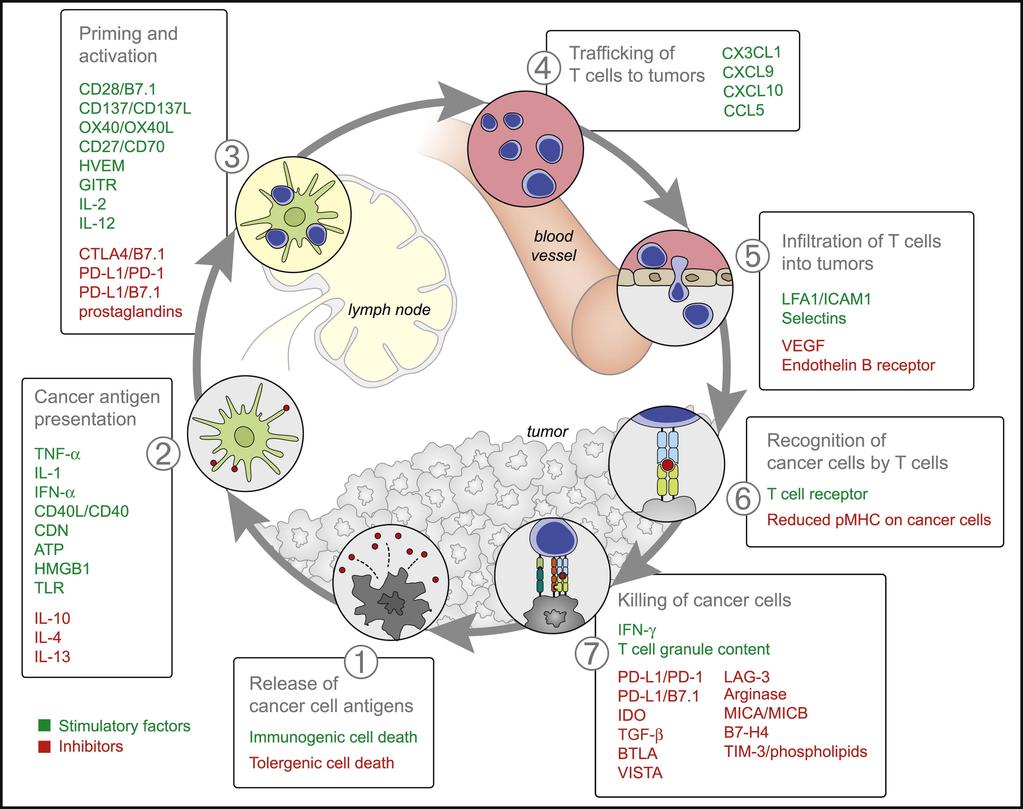 The Cancer Immunity cycle Functional interactions