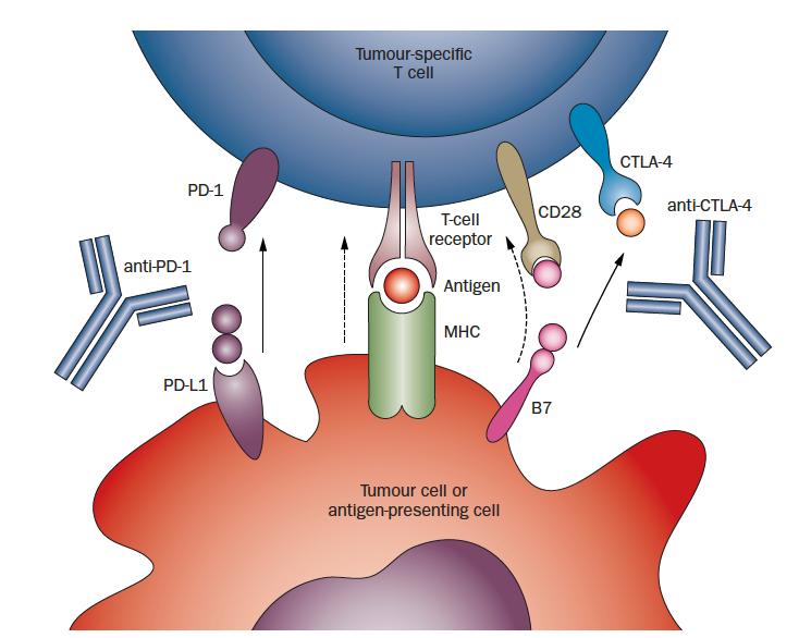 Immune checkpoints inhibitors Functional interactions between tumor cells & their immune