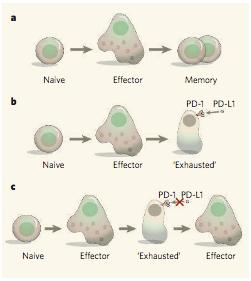 Immune checkpoints inhibitors Reviving exhausted T cells through PD1/PD-L1 blockade a) Acute infection b) Chronic infection