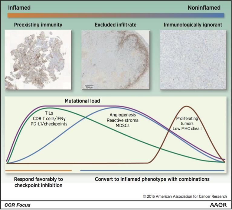 Impact of tumor infiltrate