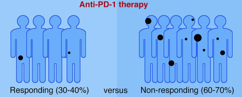Resistance to anti-pd1 Responding Non responding : primary resistance Initial response with delayed tumor relapse : acquired resistance Mutations that inhibit activation and recruitment of T cells