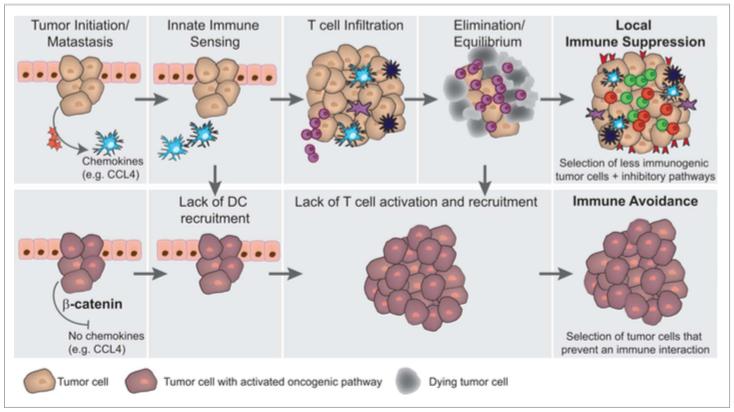 Resistance to anti-pd1 Functional interactions between tumor cells & their immune microenvironment