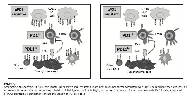 Resistance to anti-pd1 From