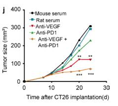Combined Therapies VEGF-A blockade significantly reduced PD-1 expression on intratumoral CD8+ T cells (CT26 -