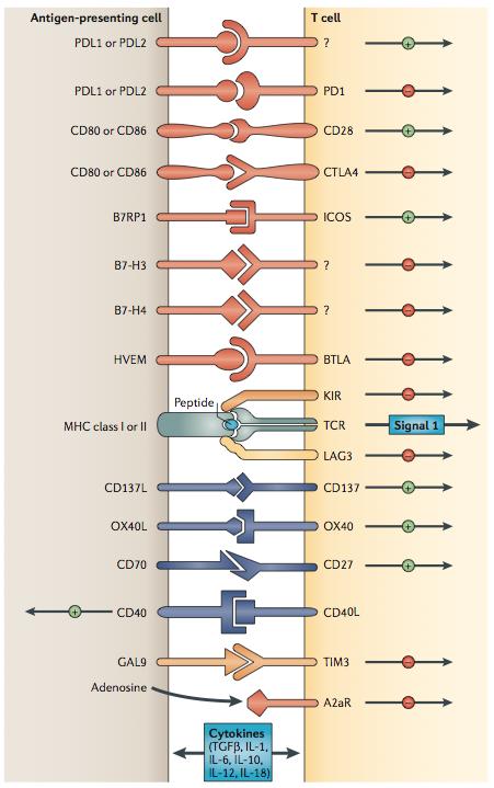 cell CD39/CD73 Adenosine