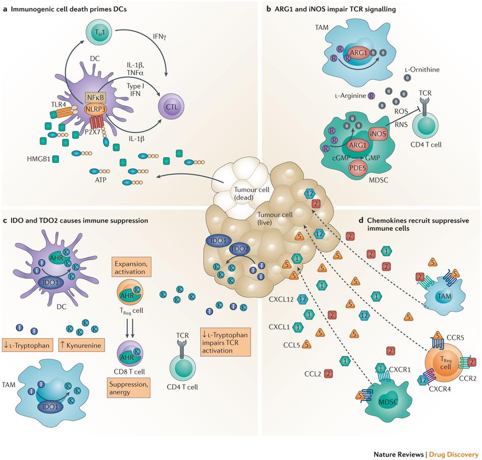 Other immunoregulators ATP is released during immunogenic cell death