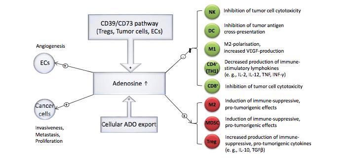 AMP+P Adenosine CD39 (Entpd1) CD73 (Nt5e) HMGB1 Chemotherapy