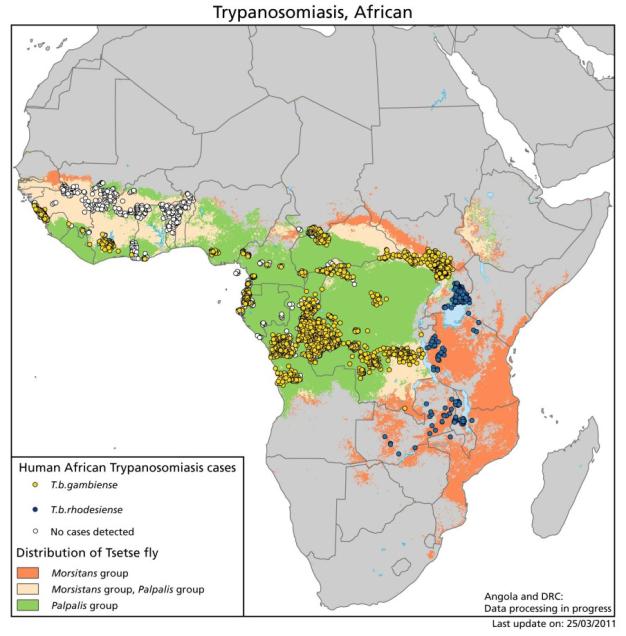 Distribution of human African trypanosomosis Human African trypanosomosis (HAT) or sleeping sickness is an infectious disease transmitted by tsetse flies Sleeping sickness has