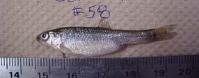 3 2 1 Percent male fathead minnows at maturity Fewer male fish * * Male Female No male