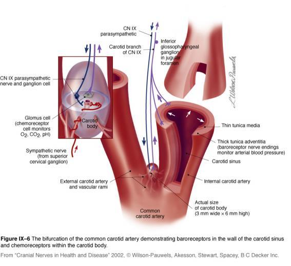 Post-op Hemodynamic Instability Review of the functions of a Normal Carotid sinus: Within the adventitia of the internal carotid artery are baroreceptors that can sense change in the blood pressure.