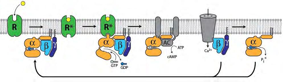 Outline Challenges in obtaining GPCR crystals Inactive state structures Active state structures Agonist binding G protein coupling and